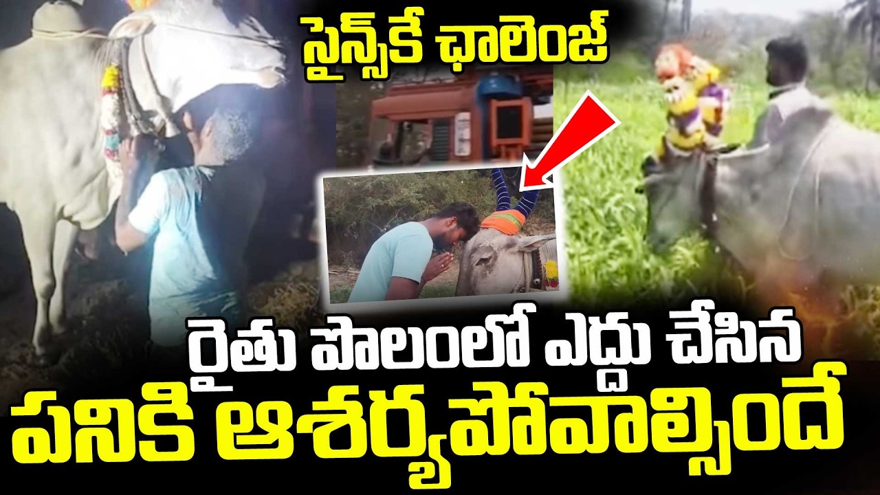 Cow Detects Underground Water ||  ఎద్దు చేసిన పనికి ఆశర్యపోవాల్సిందే || SumanTV Vijay