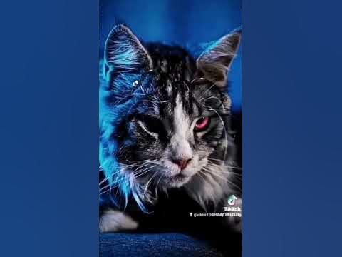 Бойові коти. 😁😁😁😁😁 - YouTube