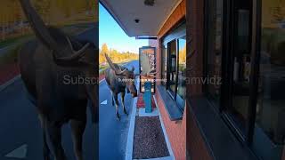 Moose Orders At Coffee Drive-Thru - Security Cam Vidz