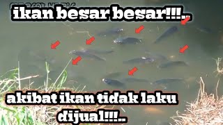 Gara Gara Ikan Tidak Laku Di Jual.. Ikan Seperti Limbah..ketapel ikan || Slingshot fishing