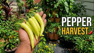 This Container Garden PEPPER Harvest is UNREAL! 🌶️
