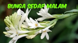 Bunga Sedap Malam  Iis Sugianto  Cover