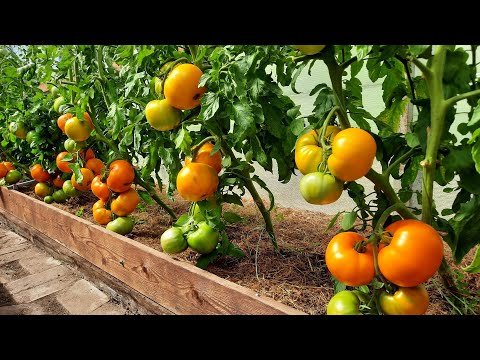Проверенный сорт томатов - Санька золотой
