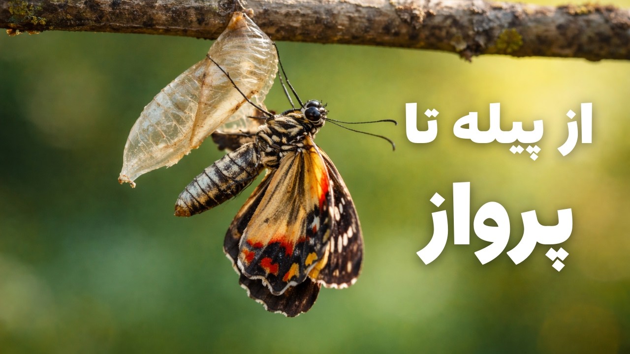 از پیله تا پرواز - عبور از بحران‌ مالی