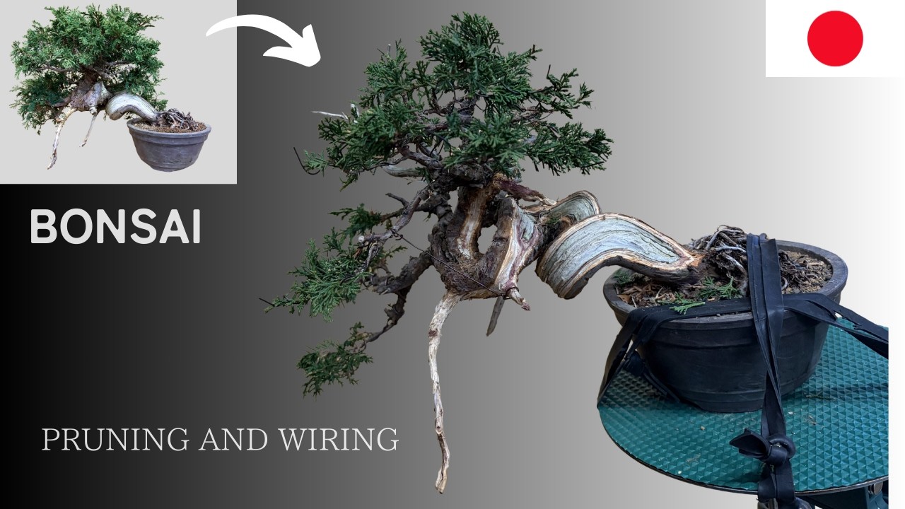 Shimpaku Bonsai | Transforming Raw Material into a Bonsai in One Go【ASMR】