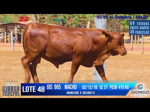 LOTE 48 GIS 965