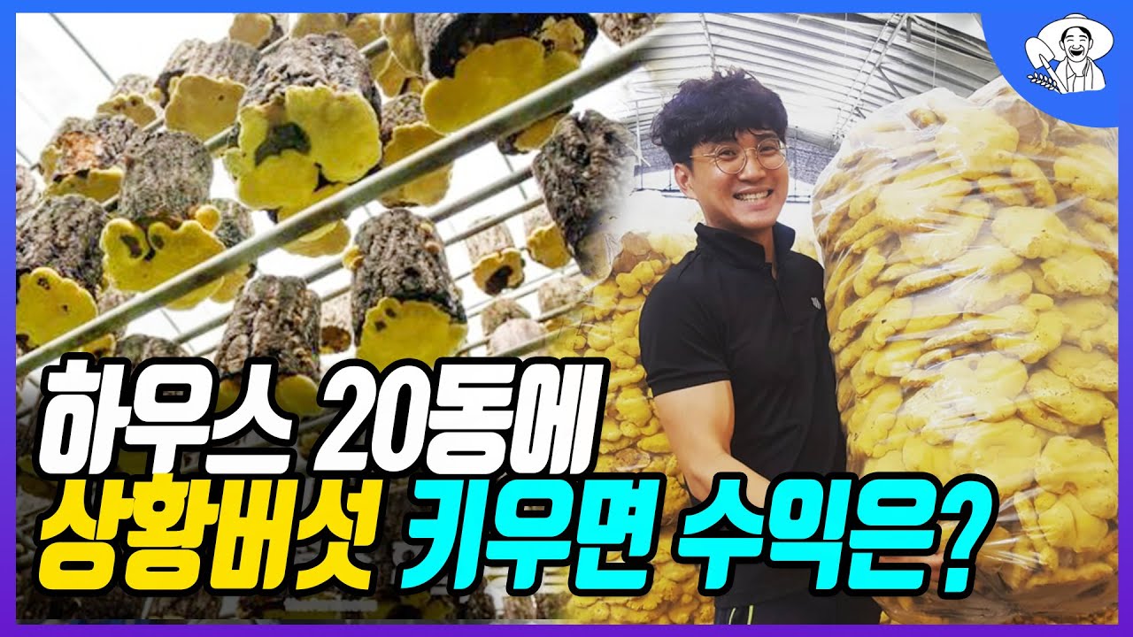 하우스 20동에 상황버섯 키우면 수익은?