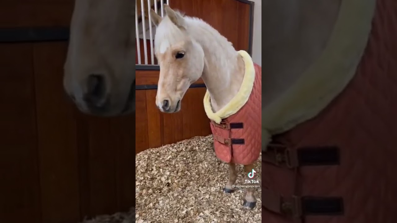 Popcorn the Pony being ADORABLE 🥺💕 YouTube