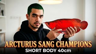 ARCTURUS SANG CHAMPIONS 🔥 Short Body Red Arowana 40cm 🏆🏆🏆 ‼️