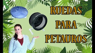 Ruedas para petauros / sugar glider