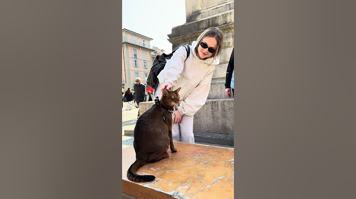 Un Gatto in Italia 🇮🇹