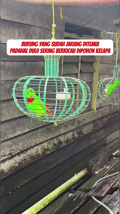 Masteran burung serindit #burung #kicauburunglovebird #kicaumania #burunglovebirds #kicaumanianusant