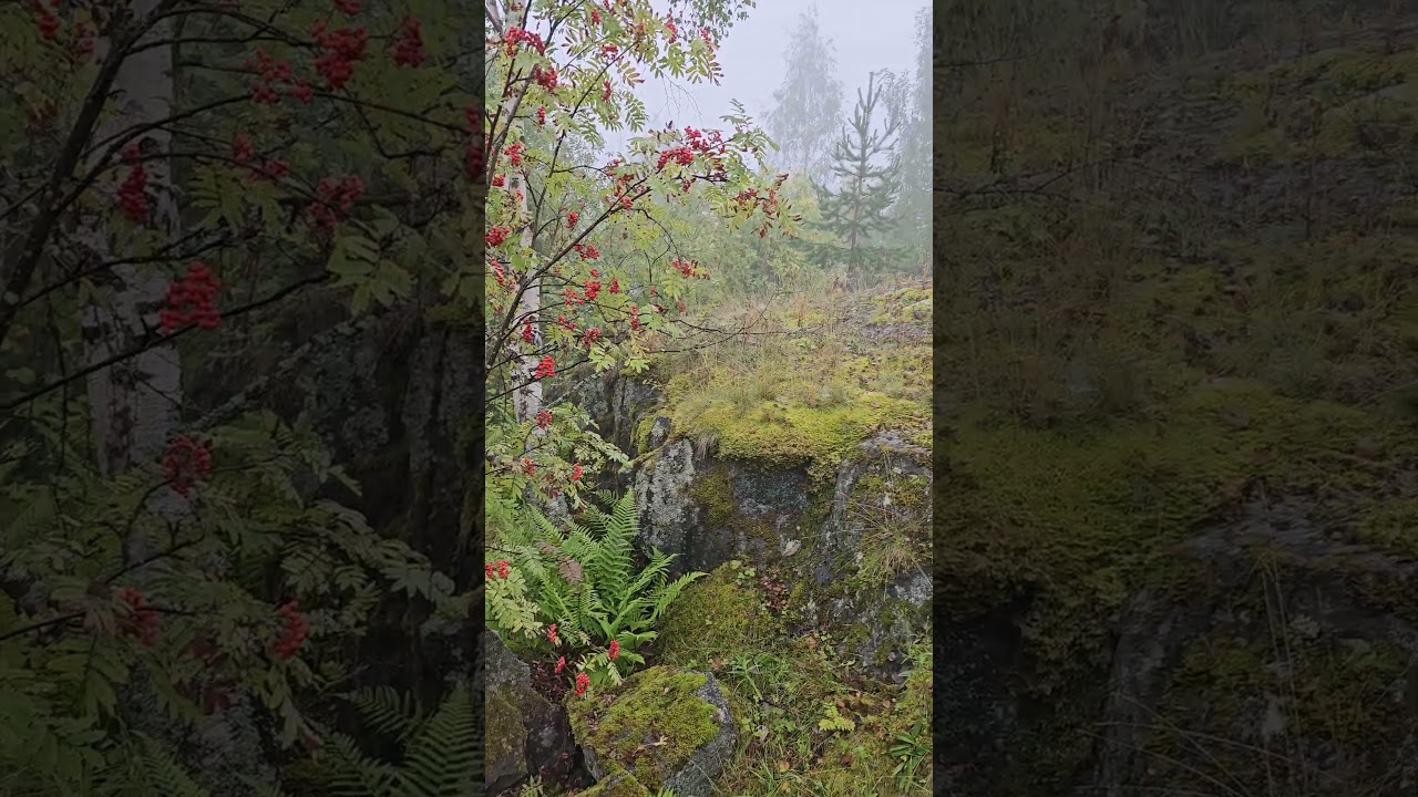 Карелия. Медвежьегорск. Гора Лысуха. Karelia. Medvezhyegorsk. Mount Lysukha