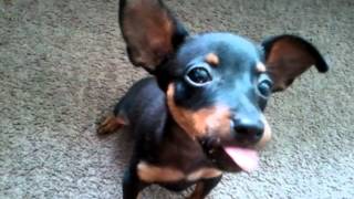 miniature pinscher puppy eating peanut butter