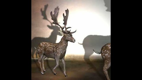PoserWorld Pose Fallow Deer Animation Walking