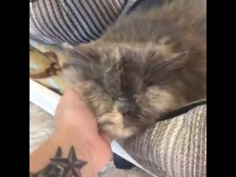 special needs animals for adoption near me Shelter Tour 6/13/2016 3 pm