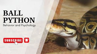 Ball Python Behavior and Psychology |  Ball Python ka sochne aur behave karne ka tareqa