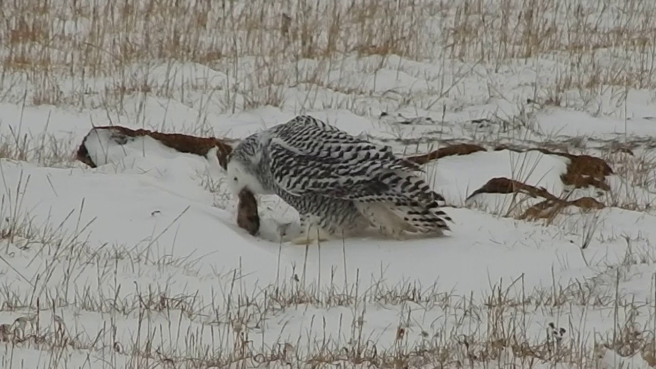 Snowy owl eating
