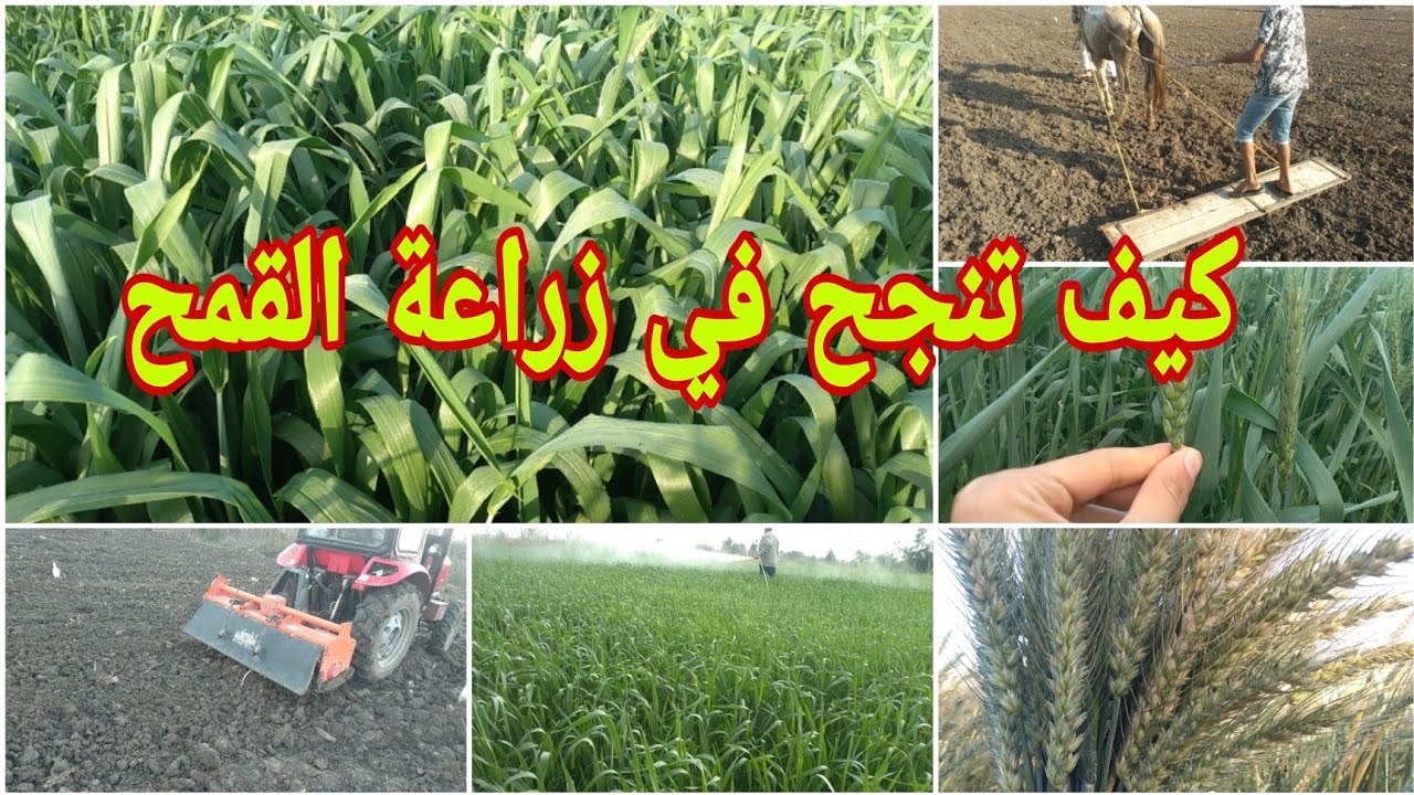 زراعة القمح و١٠ توصيات ومعاملات زراعية للحصول علي إنتاج ومحصول عالي من البداية