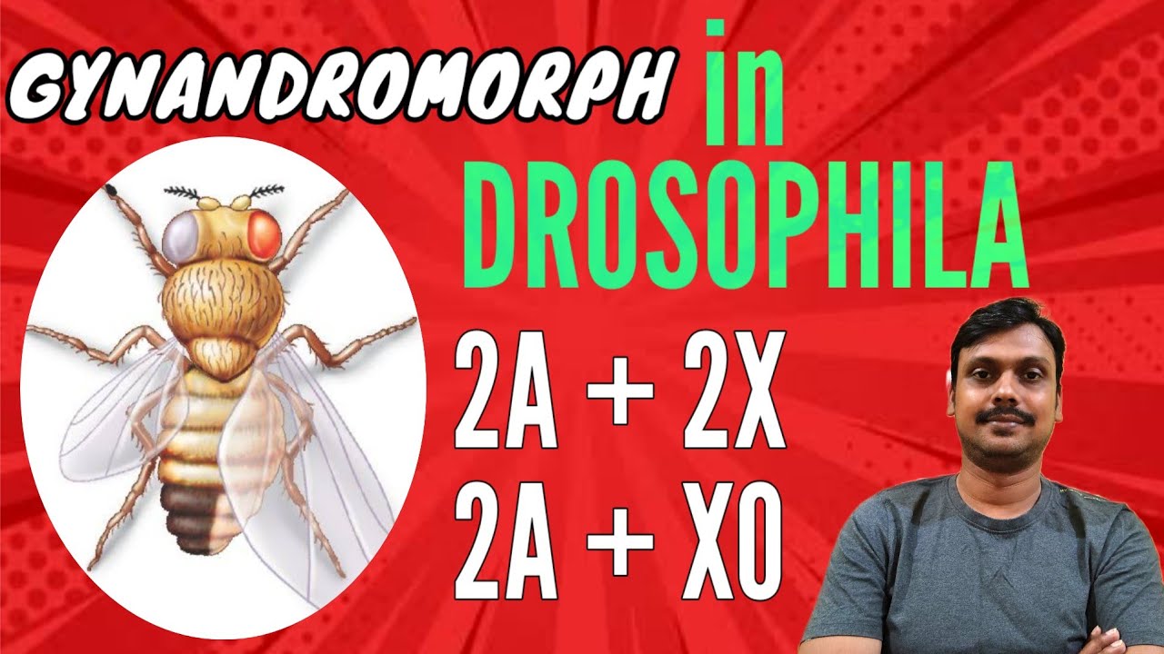 Gynandromorph in Drosophila / Sex determination / Genic balance theory 