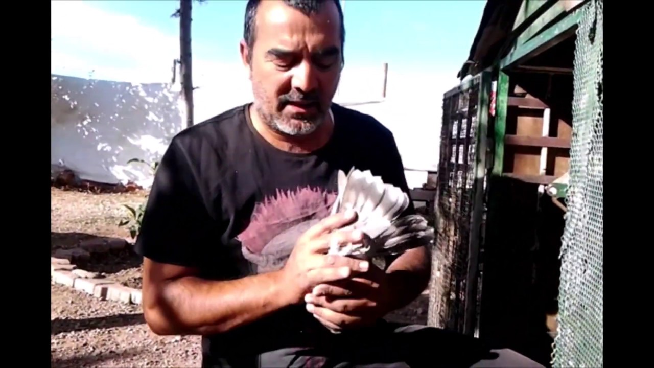 Güvercinlerde Tüy Dönemi Bakımı: Kuşlar Ne Zaman ve Nasıl Makaslanmalı?