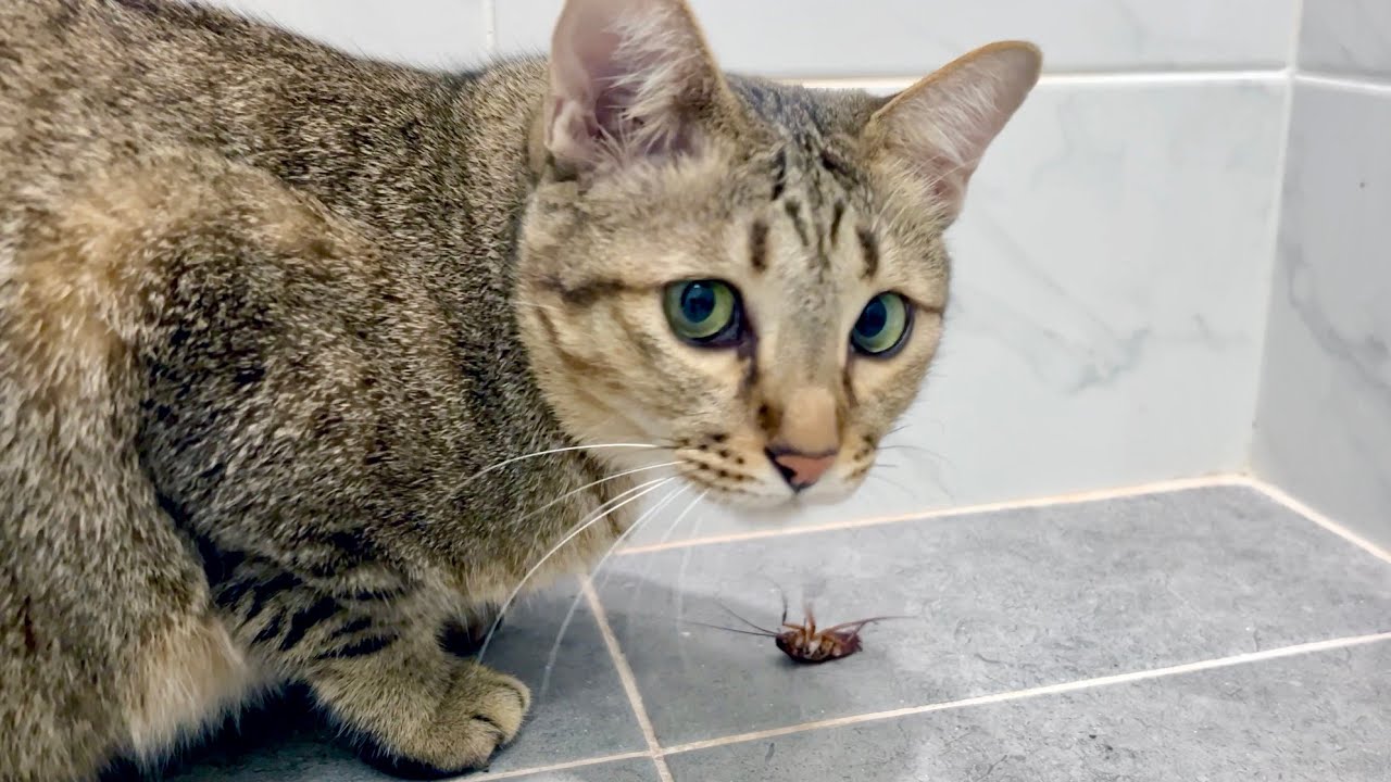 Cat Finds a Cockroach - YouTube