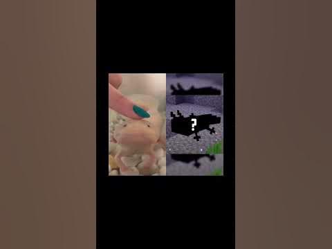 Самый редкий аксолотль в майнкрафте! #аксолотль #майнкрафт - YouTube