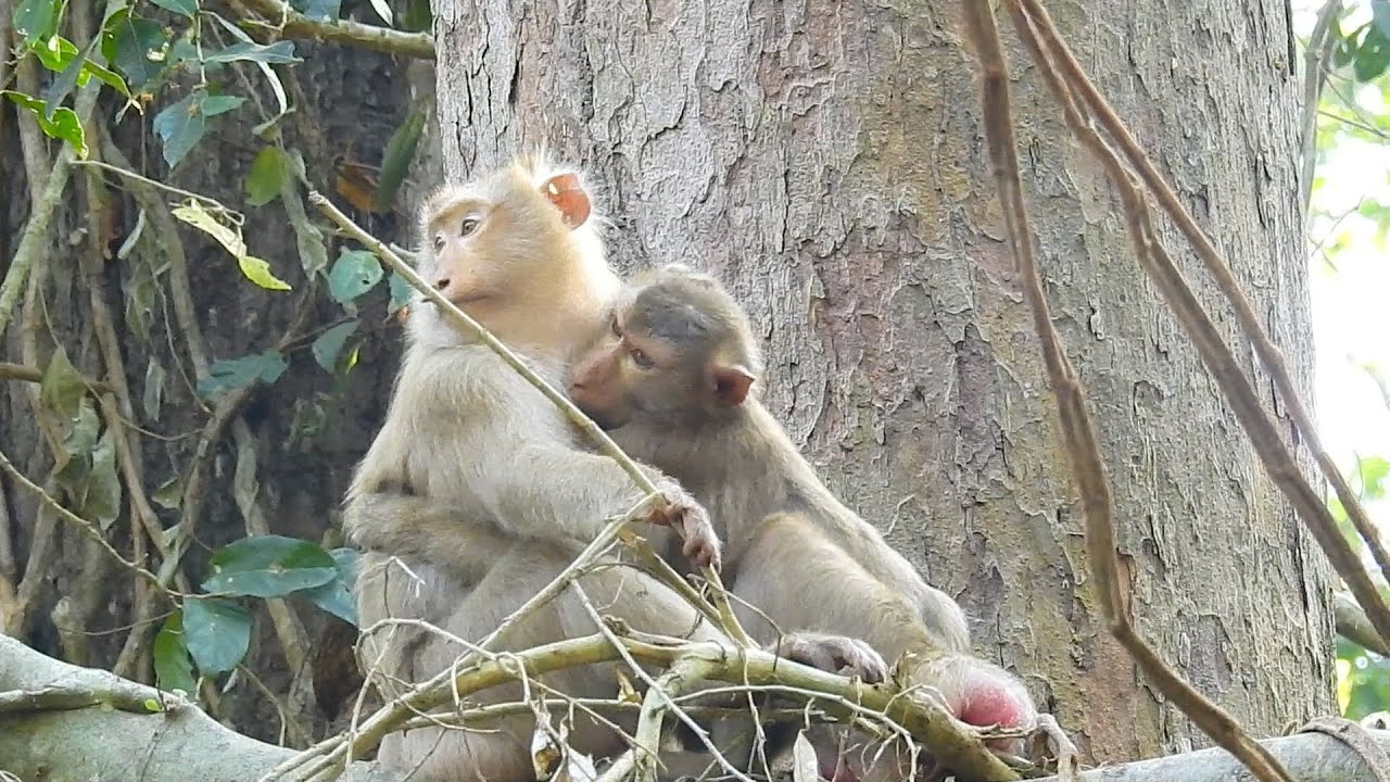 Libby try to hug Rose with love while they relax on tree, Never see her do that with Ashley