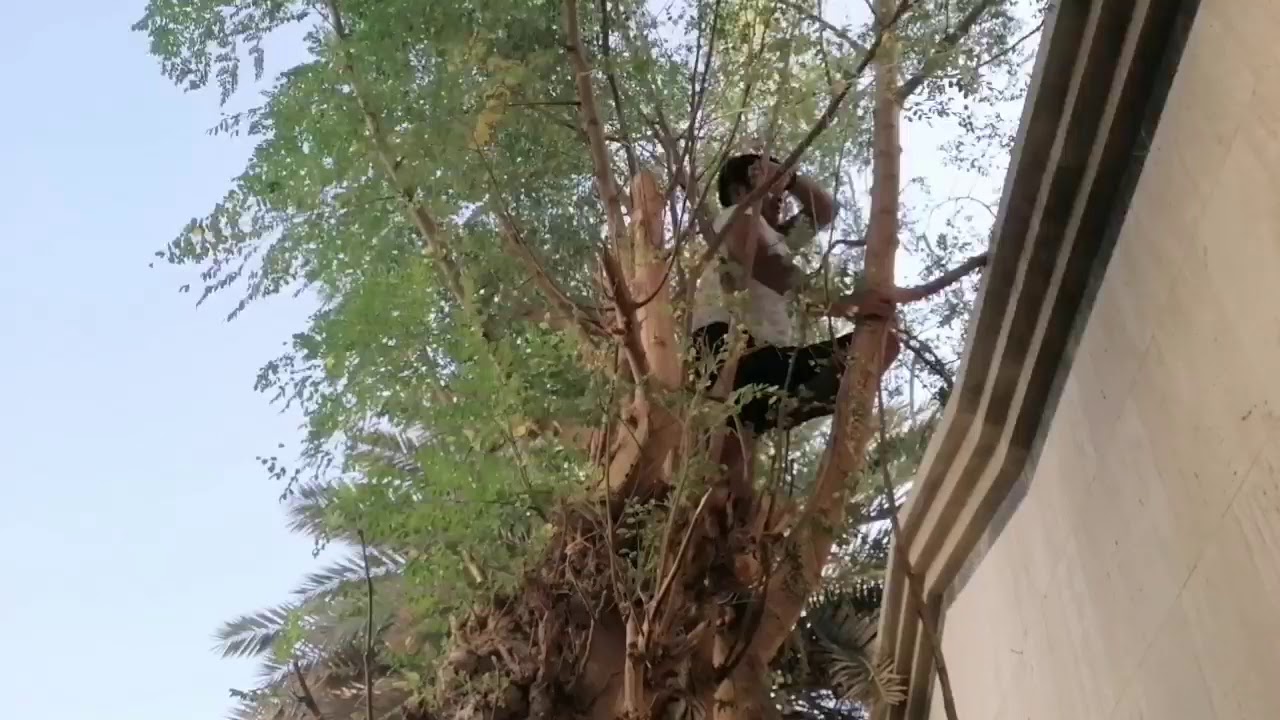Cara mikat burung pipit d arab saudi 
