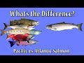 What's the Difference?  Atlantic vs. Pacific Salmon