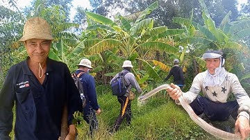 Bẫy rắn cùng nhóm đào rắn Trường Giang SB cái kết trúng mánh đậm đà | Cần gò Công