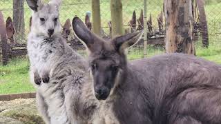 Discover the Secrets of Kangaroo Eating Habits