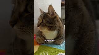 Цариця з ромашкою 🎙 Оригінальний звук #reels #cat #ржакадосліз #смішнівідео #українськийютуб#котики