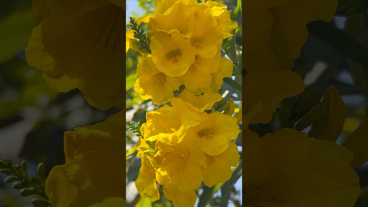 So beautiful trumpet bush flowers || Home Gardening | 