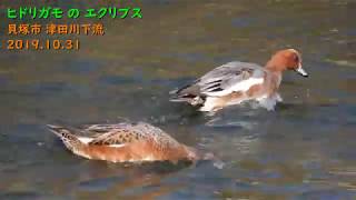 ヒドリガモのエクリプス（津田川下流）
