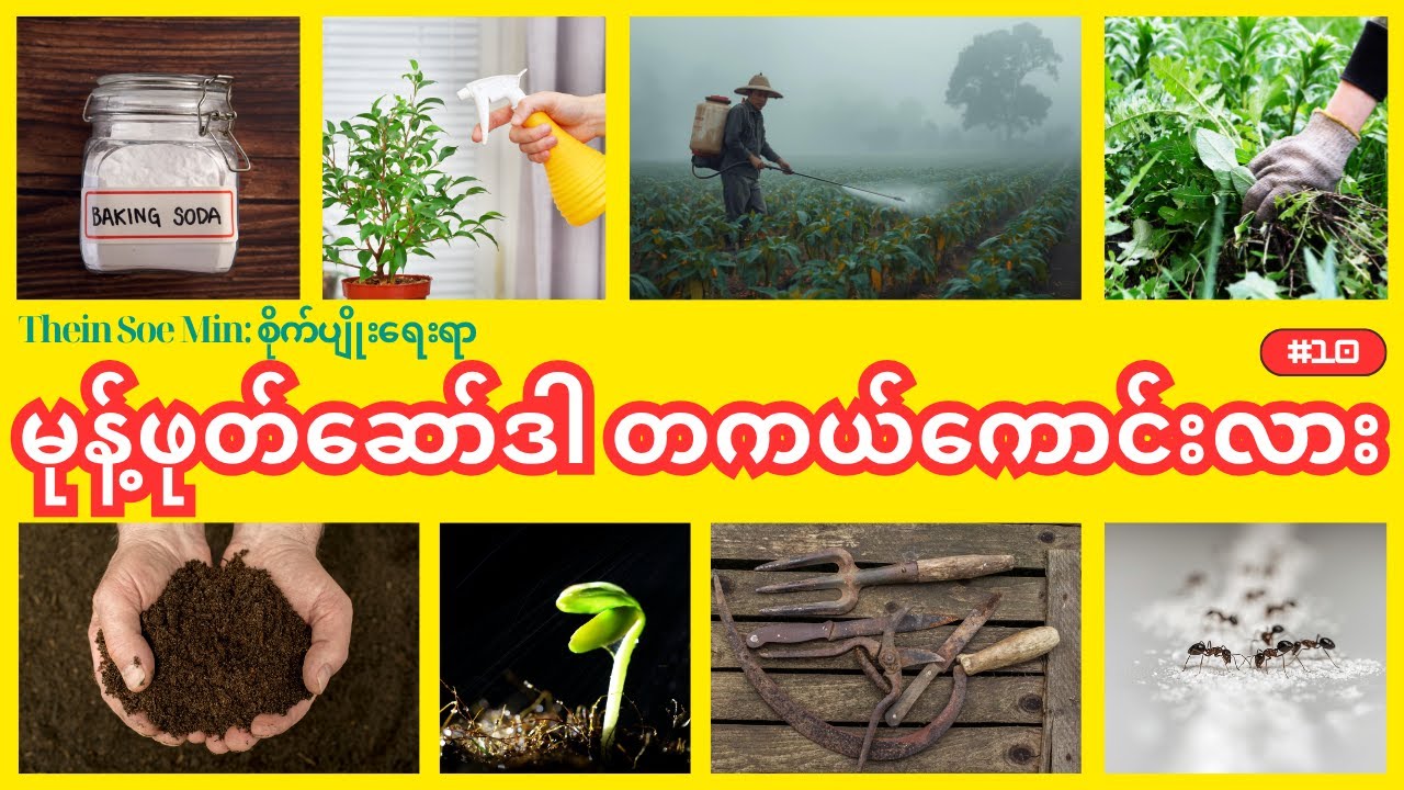 မုန့်ဖုတ်ဆော်ဒါကို စိုက်ပျိုးရေးမှာ သုံးရင် ဘာတွေဖြစ်လာနိုင်သလဲ?- Baking soda myth in agriculture
