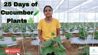 25 Days of Cucumber🥒 Plants☘️ | Organic Farming | Dr. Manisha Farsodia | Sudisha Farms |