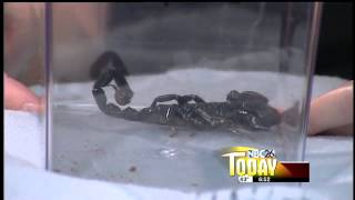 Emperor Scorpion On Nbc26 Today