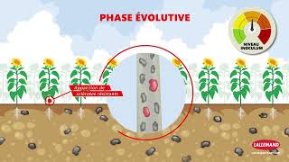 Lalexpert Comment Briser Le Cycle Vicieux Du Sclérotinia ?