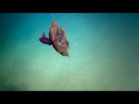 Vampire Squid | Nautilus Live