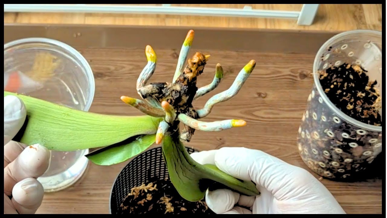 Всего 1 ложка! Молодые корни Ходжопнана проросли.