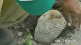 نباش القبور فيديو حقيقي من اليمن لهذا الحيوان