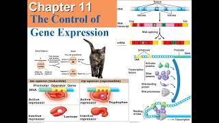 AP Biology Chapter 11: Gene Expression &amp; Regulation