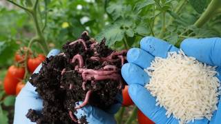 Is Rice Really THAT Special in Attracting Worms?