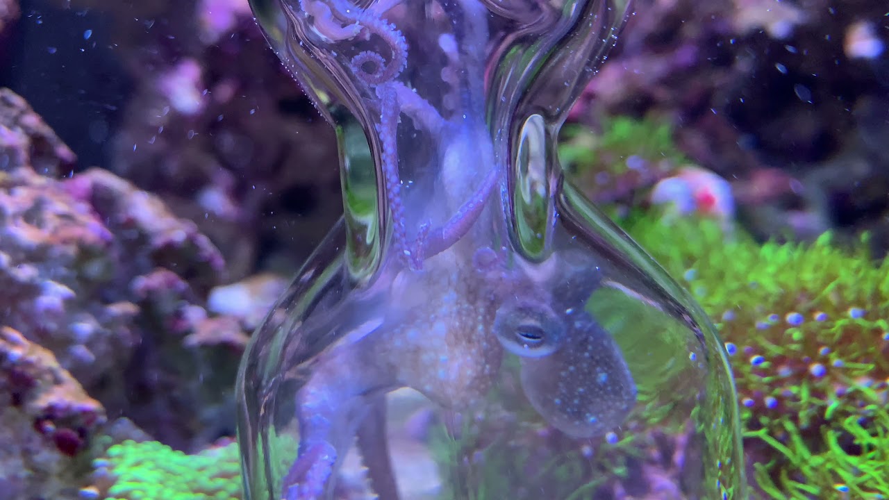 How does an octopus eat? YouTube