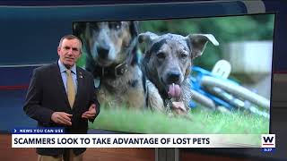 Lee County warns of lost pet scam targeting stressed owners