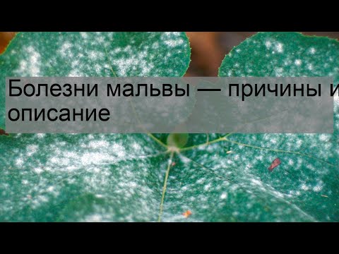 Видео: Болезни листьев мальвы: борьба с пятнистостью листьев на растениях мальвы