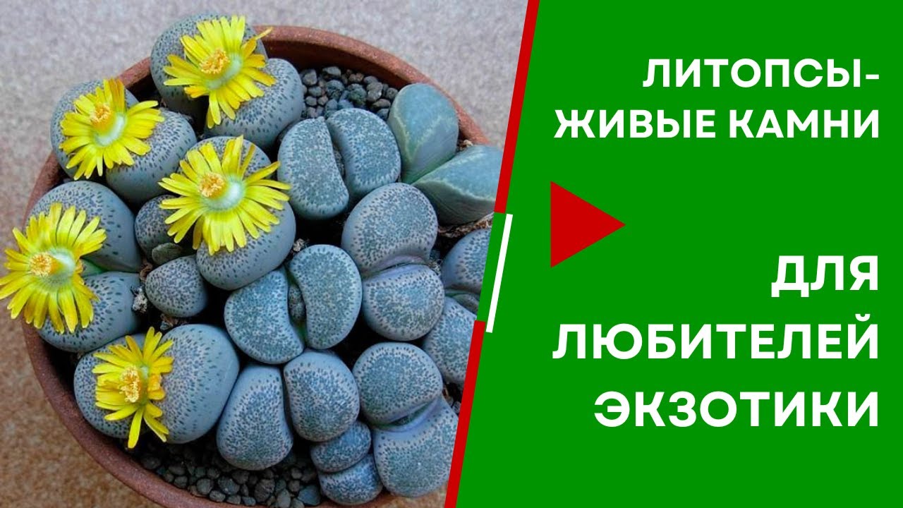 Литопсы - живые камни, украшение флорариумов - YouTube