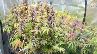 I WILL ALWAYS SHOW MY PLANTS AND NEVER MAKE UNBOXING VIDEOS - CAPTAIN’S WORD