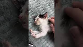 In less than two weeks Sky Sanctuary has taken in twenty-two more animals from the streets